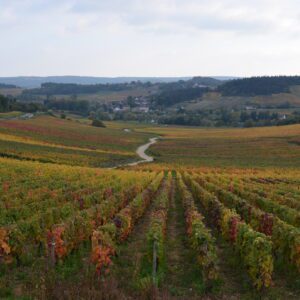 Burgundy region